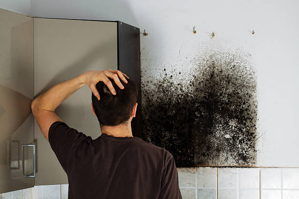 Best Emergency Mold Remediation in Attla, AL