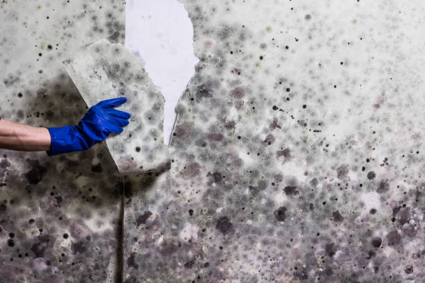 Best Basement Mold Remediation in Attla, AL